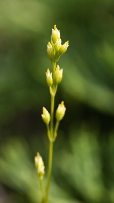 Bartonia virginica 