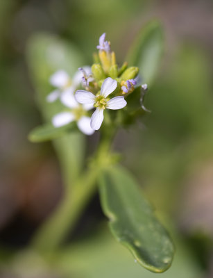American Sea Rocket (Cakile edentula)