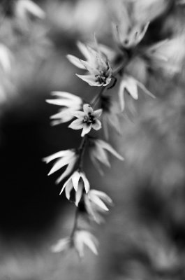 DSC_6942bwwww.jpg