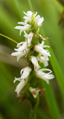 Castalia Prairie and Quarry Preserve (Erie County)