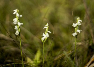 Spiranthes arcisepala