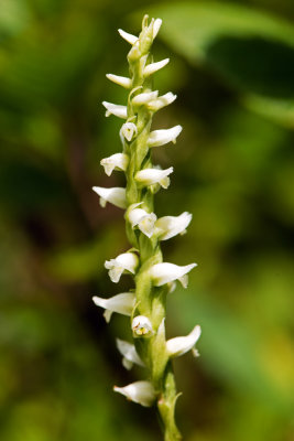 Spiranthes romanzoffiana
