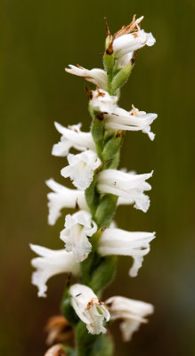 Spiranthes