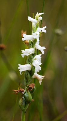 Spiranthes