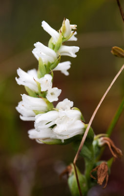Spiranthes