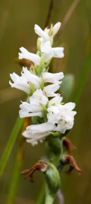 Spiranthes