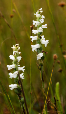 Spiranthes