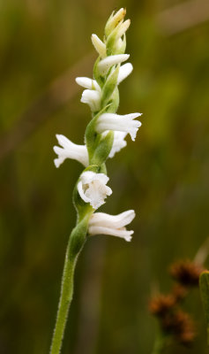 Spiranthes