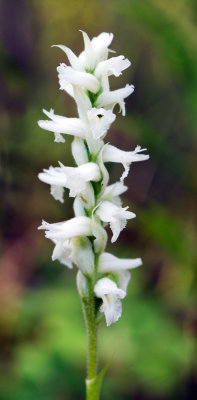 Spiranthes incurva