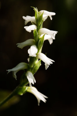 Spiranthes incurva