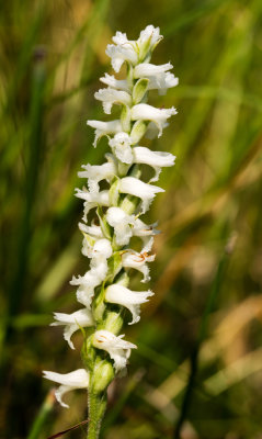 Spiranthes incurva