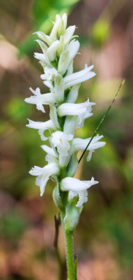 Spiranthes incurva