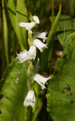 Spiranthes arcisepala