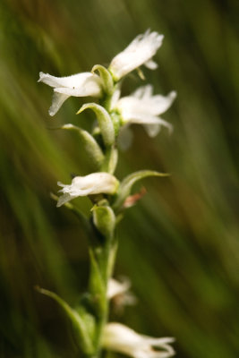 Spiranthes incurva