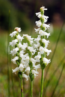 Spiranthes arcisepala