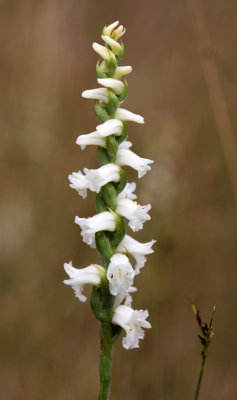 Spiranthes arcisepala