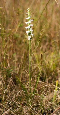 Spiranthes arcisepala