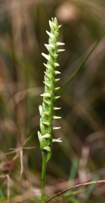Cleistogamous Spiranthes sp.