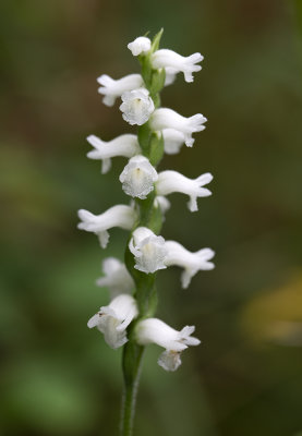 Spiranthes arcisepala