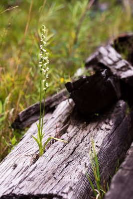 Spiranthes casei