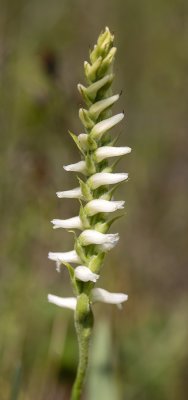 Spiranthes incurva