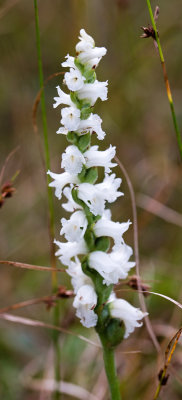 Spiranthes arcisepala