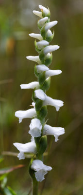 Spiranthes sp.