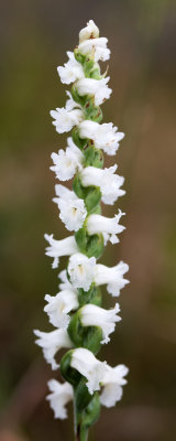 Spiranthes arcisepala