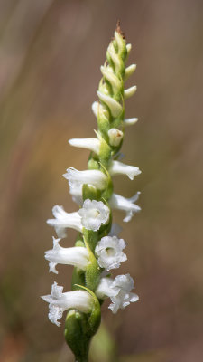 Spiranthes arcisepala