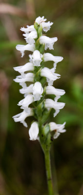 Spiranthes sp.