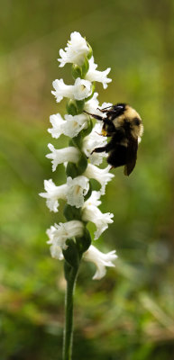 Spiranthes arcisepala