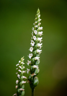 Spiranthes ovalis