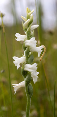Spiranthes