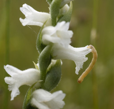 Spiranthes