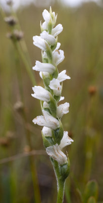 Spiranthes