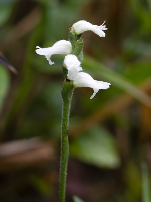 Spiranthes sp.