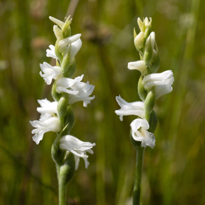 Spiranthes