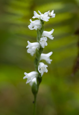 Spiranthes arcisepala