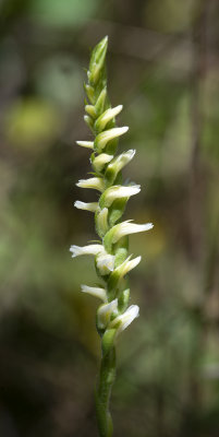 Spiranthes ochroleuca