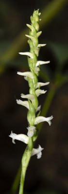 Spiranthes ochroleuca