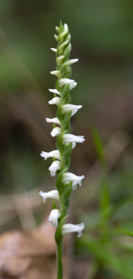 Spiranthes ochroleuca