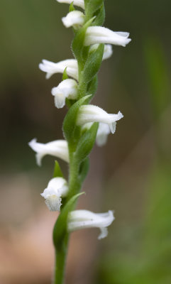 Spiranthes ochroleuca