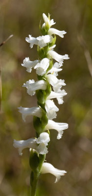 Spiranthes sp.