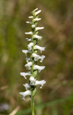 Spiranthes sp.