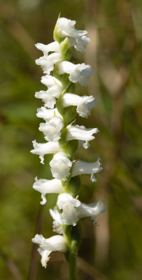 Spiranthes arcisepala