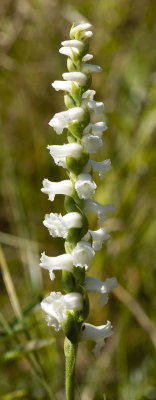 Spiranthes sp.