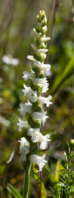 Spiranthes arcisepala