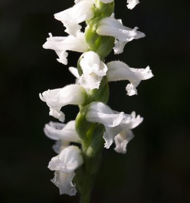 Spiranthes sp.