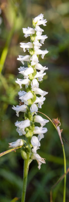 Spiranthes sp.