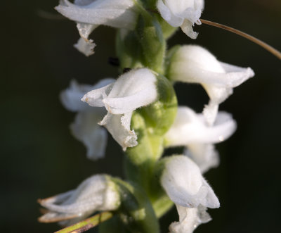 Spiranthes sp.